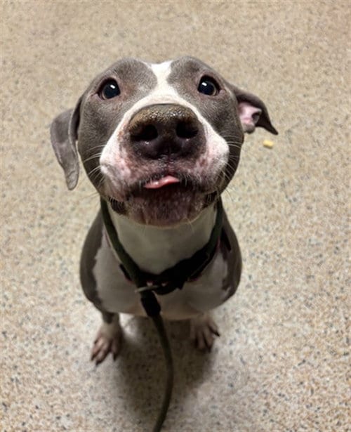 Photo of Apples, adoptable American Bulldog in Miami, Florida