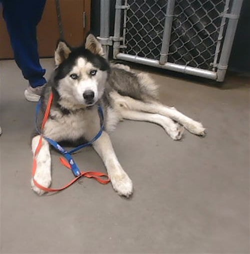 Photo of Misu, adoptable Siberian Husky in Phoenix, Arizona