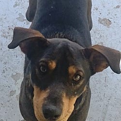 Photo of Cash 1, adoptable Boxer in East Hartford, Connecticut