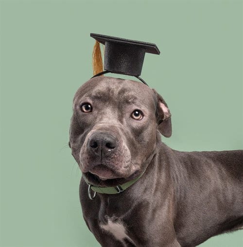 Photo of Zarr, adoptable Pit Bull Terrier in St. Louis, Missouri