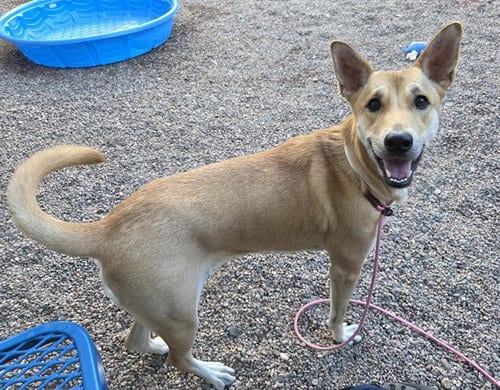 Photo of Pearl, adoptable Carolina Dog in Mesa, Arizona