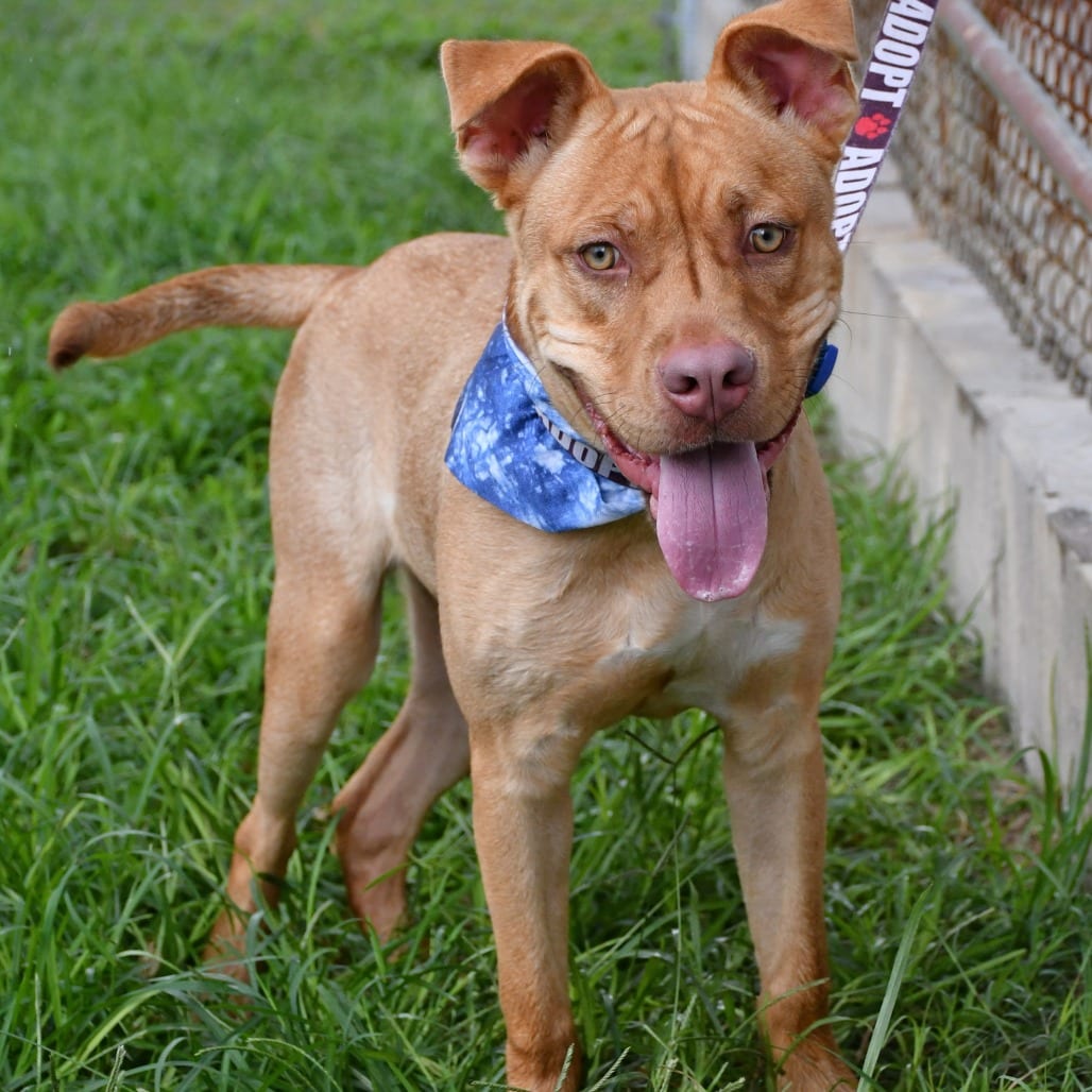 Photo of Muffin Man, adoptable Black Mouth Cur in Beaumont, Texas