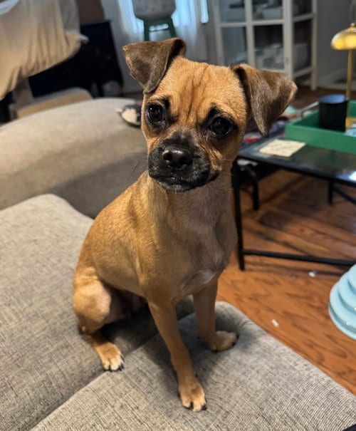 Photo of Jenga #1, adoptable Pug in Aurora, Colorado