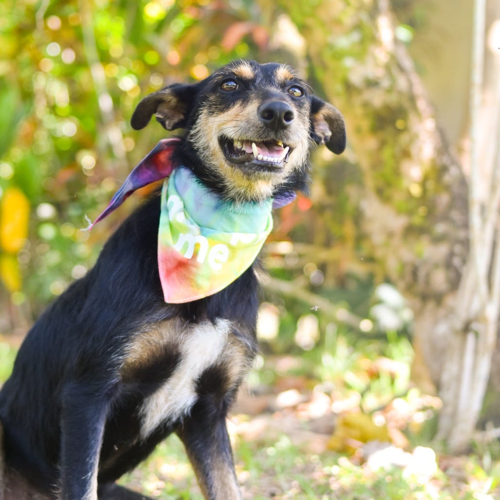 Photo of Pixie, adoptable Mixed Breed (Medium)