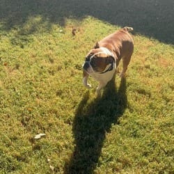 Photo of Frank, adoptable Boston Terrier in Winchester, Virginia