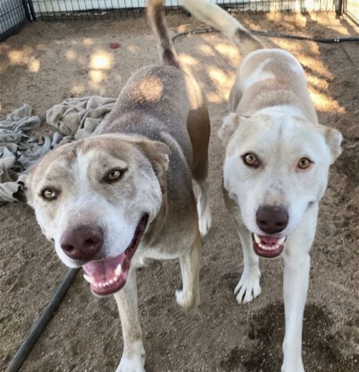 Photo of Tenor and Bass, adoptable Husky in Lancaster, California