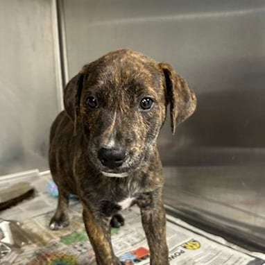 Photo of Lagoona, adoptable Mixed Breed (Medium)