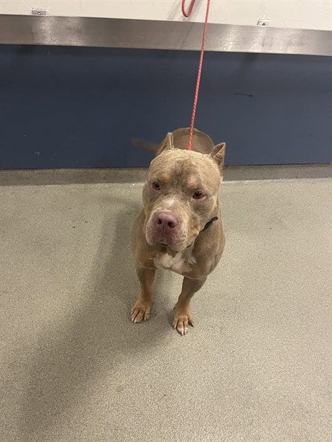 Photo of Jack, adoptable American Bulldog in Miami, Florida