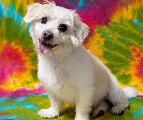 Photo of Tater Tot, adoptable Shih Tzu in Spring Lake, New Jersey