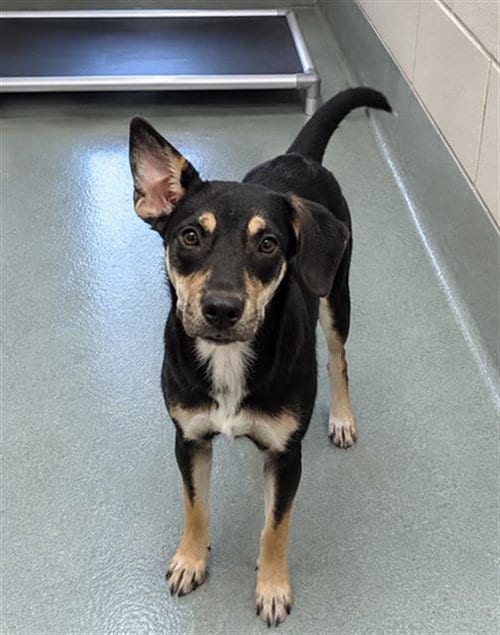 Photo of Green Beans, adoptable Labrador Retriever in Baytown, Texas