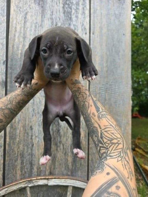 Photo of SR Puppy 21/21, adoptable American Pit Bull Terrier in Frankenmuth, Michigan