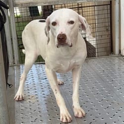 Photo of Spookie 1174, adoptable Pointer in Loxahatchee, Florida