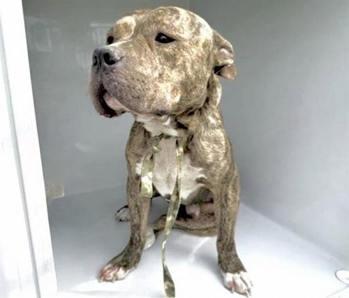 Photo of A661286, adoptable American Staffordshire Terrier in Houston, Texas