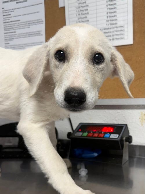 Photo of Paint, adoptable Great Pyrenees in Bolivar, Missouri