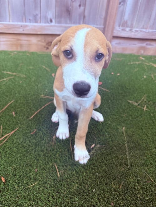 Photo of Austin, adoptable Rhodesian Ridgeback in The Woodlands, Texas