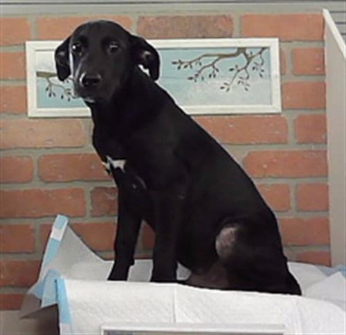 Photo of Tara, adoptable Staffordshire Bull Terrier in Houston, Texas