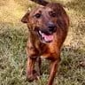 Photo of Tigger, adoptable Miniature Pinscher in Enfield, Connecticut