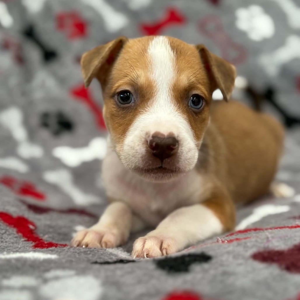 Photo of Kimberly pup - Autumn, adoptable Cattle Dog, Australian (Red Heeler) / Mix in Fairfax Station, Virginia