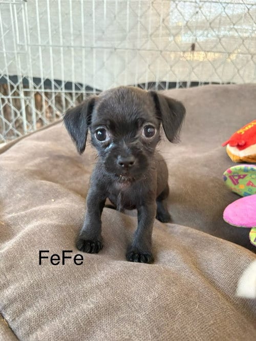 Photo of FeFe, adoptable Chihuahua in Turlock, California
