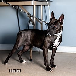 Photo of Heidi, adoptable Labrador Retriever Pit Bull Terrier in Washington, Georgia