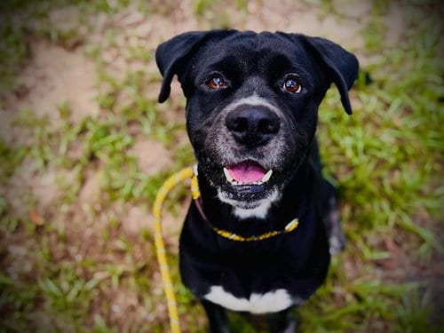 Photo of TK, adoptable Rottweiler in Orlando, Florida