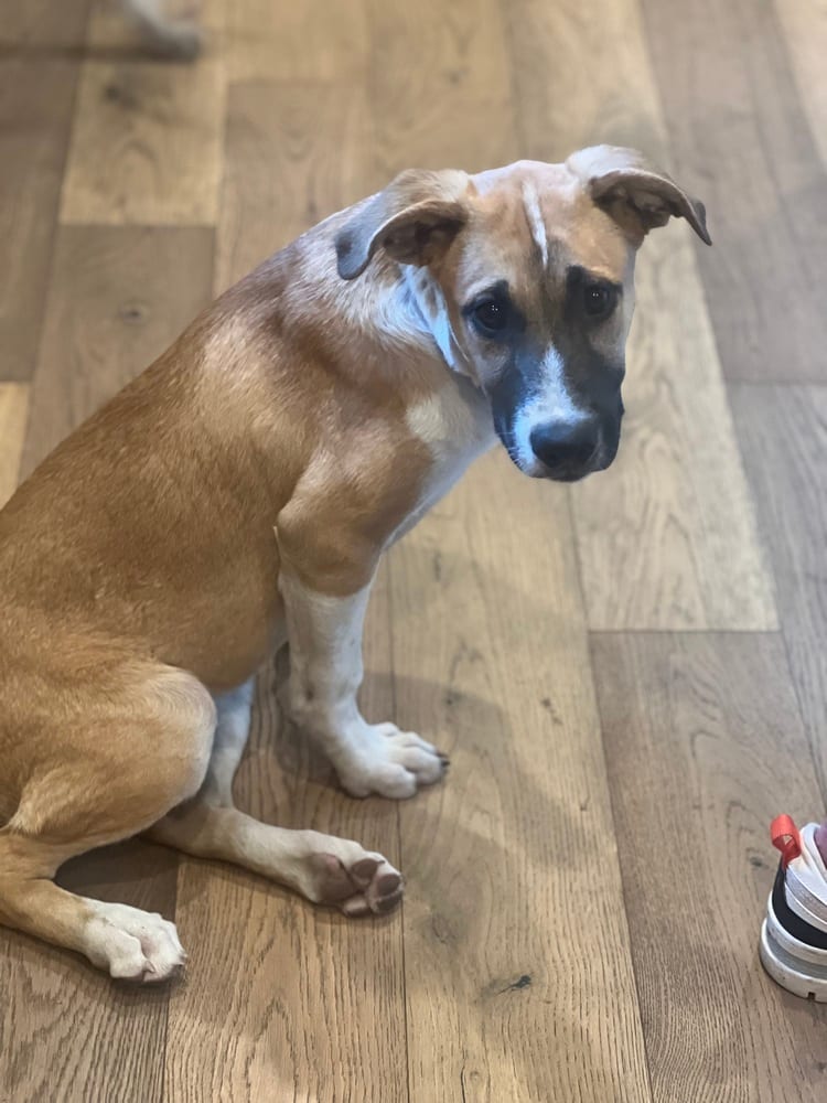 Photo of Ricky, adoptable Shepherd in Dana Point, California