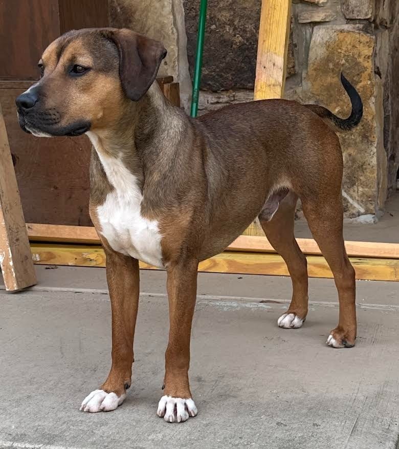 Photo of Roady, adoptable Feist in Crossville, Tennessee