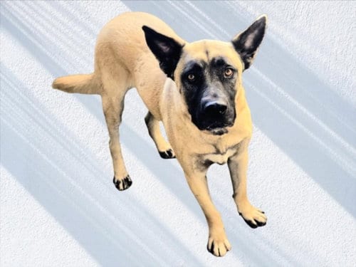 Photo of Jesse, adoptable German Shepherd Dog in Van Nuys, California