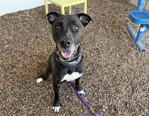 Photo of Jackie, adoptable Labrador Retriever in Mesa, Arizona