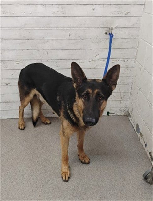 Photo of Dawg, adoptable German Shepherd Dog in San Bernardino, California