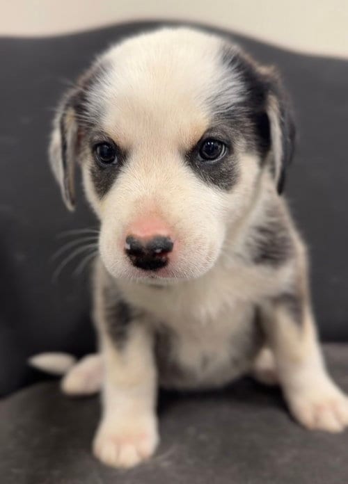 Photo of Mika, adoptable Terrier in Bemidji, Minnesota