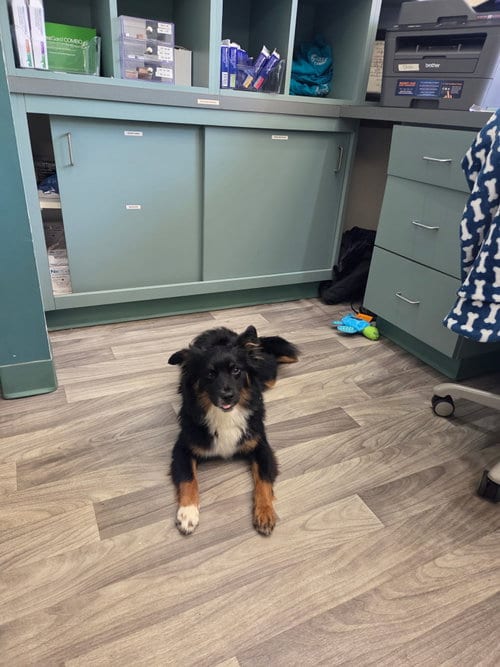 Photo of Kota, adoptable Australian Shepherd in Mobile, Alabama
