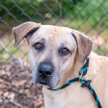 Photo of Marisol, adoptable dog in Chamblee, Georgia