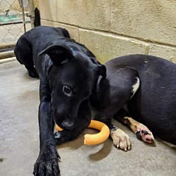 Photo of Angel, adoptable Labrador Retriever in North Haven, Connecticut