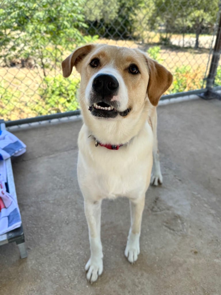 Photo of Sandy, adoptable Shepherd in Canyon Lake, Texas