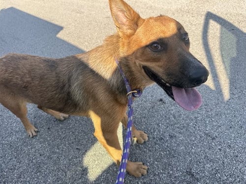 Photo of Kibbles, adoptable German Shepherd Dog in Garland, Texas