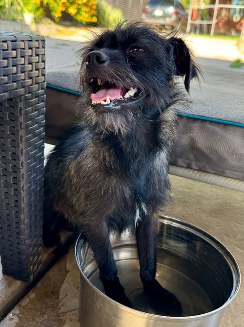 Photo of Lincoln, adoptable Terrier in Salt Lake City, Utah