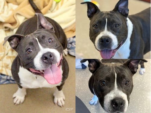 Photo of Queenie, adoptable American Bulldog in Fort Wayne, Indiana