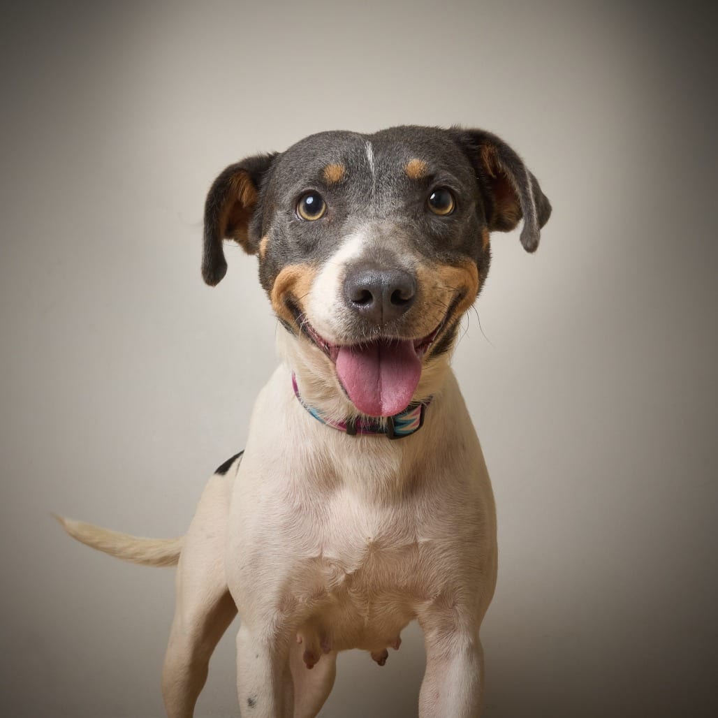Photo of Katniss D69753, adoptable Cattle Dog, Australian (Blue Heeler) / Mixed Breed (Medium) in Minnesota, Minnesota