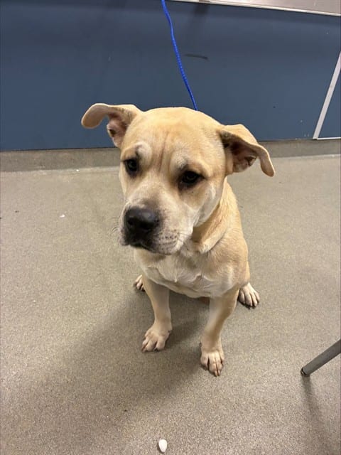 Photo of Casper, adoptable Terrier mix in Miami, Florida
