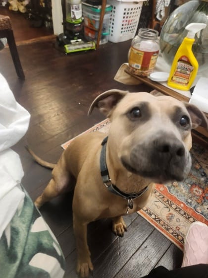 Photo of Mingy Gee, adoptable dog in Chamblee, Georgia