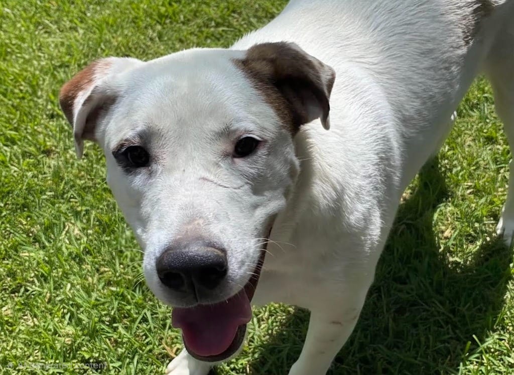 Photo of Crocket, adoptable Mixed Breed in Crossville, Tennessee