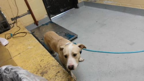 Photo of Mars, adoptable Pit Bull Terrier in Tulsa, Oklahoma