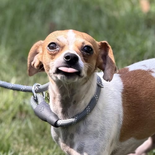 Photo of Mary Jane, adoptable Chihuahua in Yardley, Pennsylvania