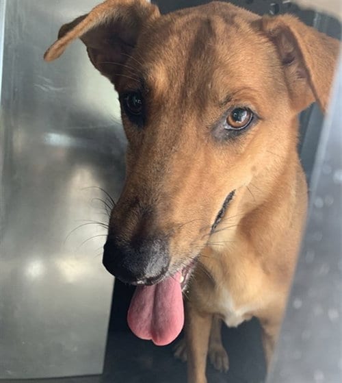 Photo of Adela, adoptable German Shepherd Dog in Corpus Christi, Texas