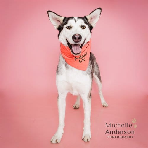 Photo of A165774, adoptable Siberian Husky in Corona, California