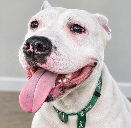 Photo of Carl (in Foster), adoptable Terrier in New Orleans, Louisiana