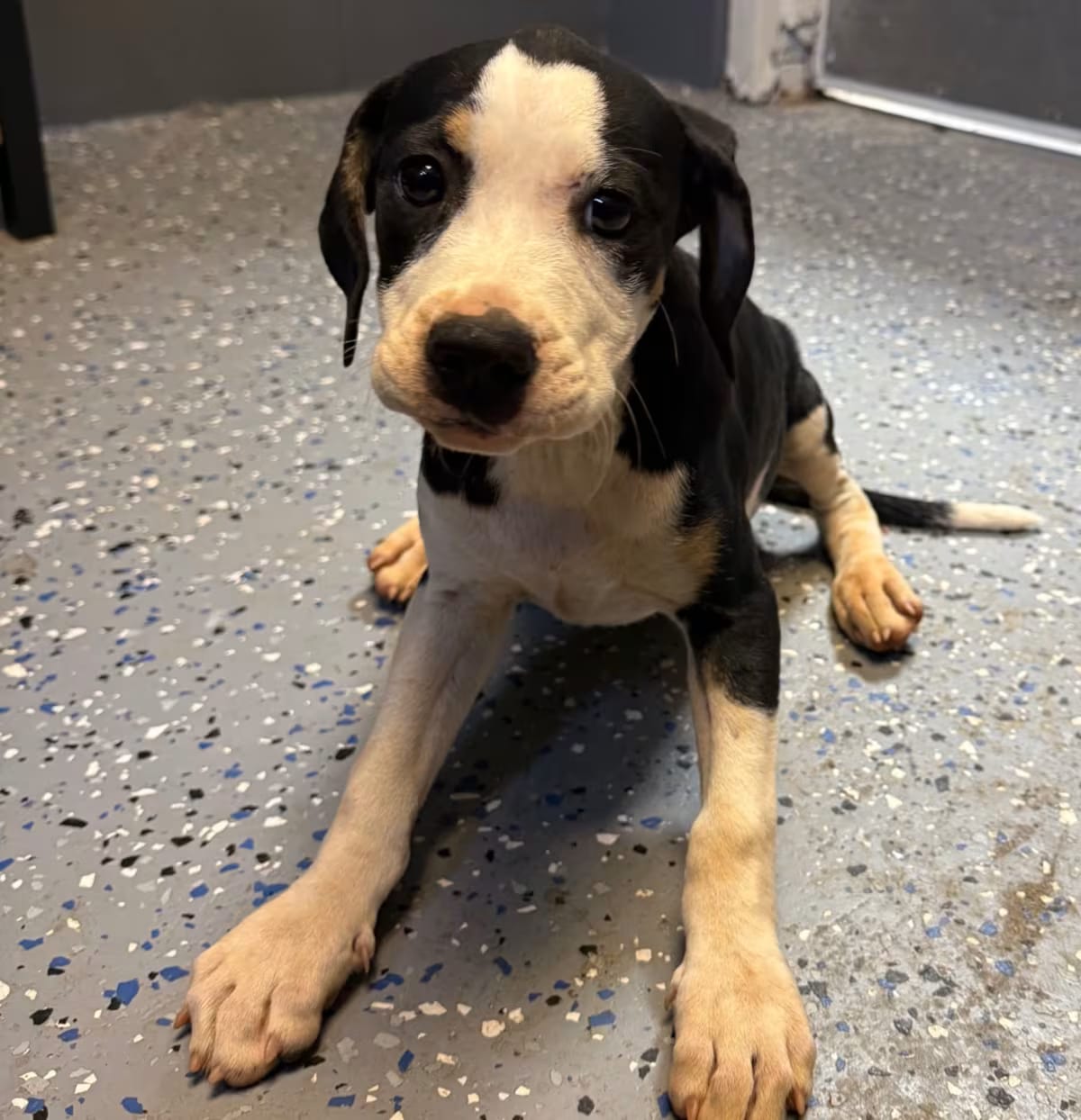 Photo of Cove, adoptable Hound (Unknown Type)/Labrador Retriever in Tuscaloosa, Alabama