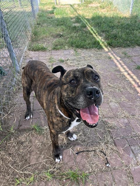 Photo of Buck, adoptable Mastiff mix in Houston, Texas
