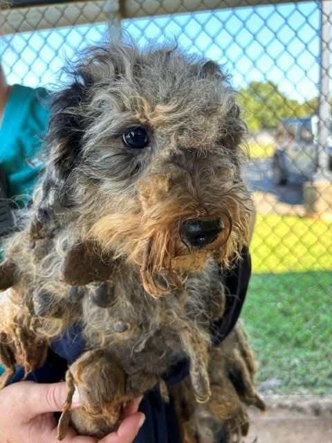 Photo of Steph, adoptable Poodle (Miniature) in Brewster, New York